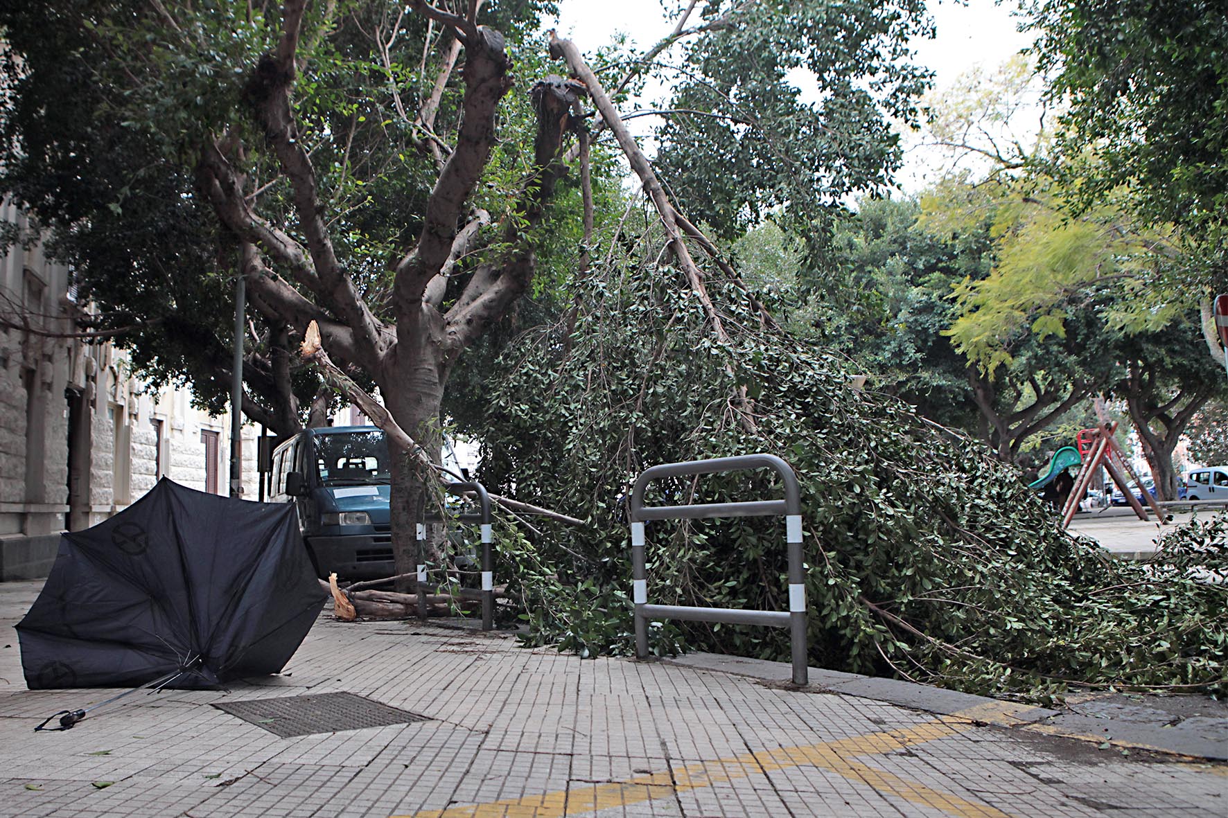 Ramo di albero secolare si schianta in piazza Cavallotti