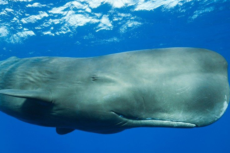 Eolie, allarme per un capodoglio di 10 metri