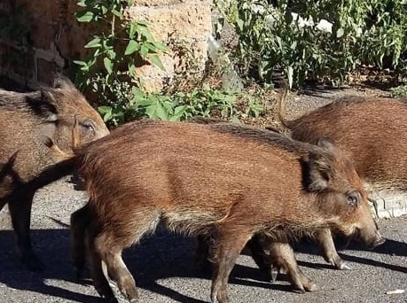 Sos cinghiali a Messina, assedio senza precedenti. IL VIDEO