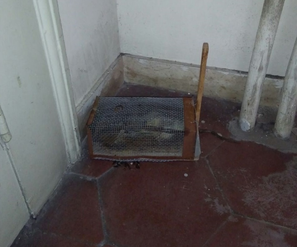 Soprintendenza, topi e blatte "presidiano" gli uffici