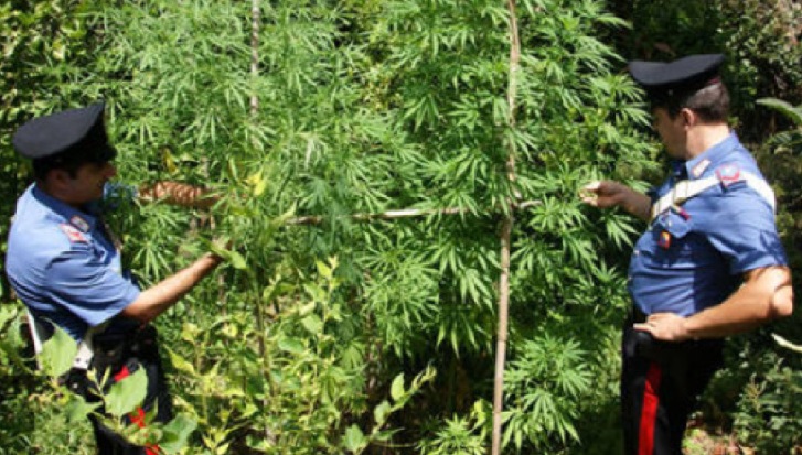 Tortorici: giovane coltivava piantagione di marijuana