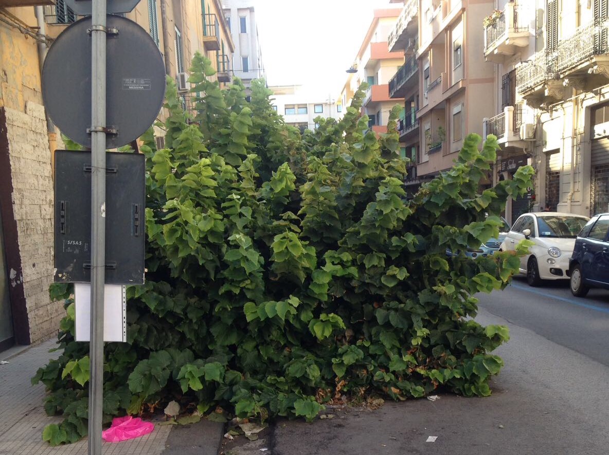 Via Nicola Fabrizi, l'albero invade il marciapiede