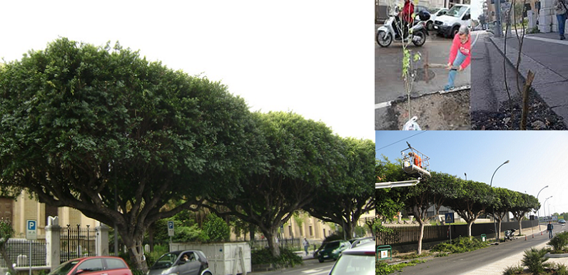 Potatura alberi: l'elenco delle vie interessate, occhio ai divieti di sosta