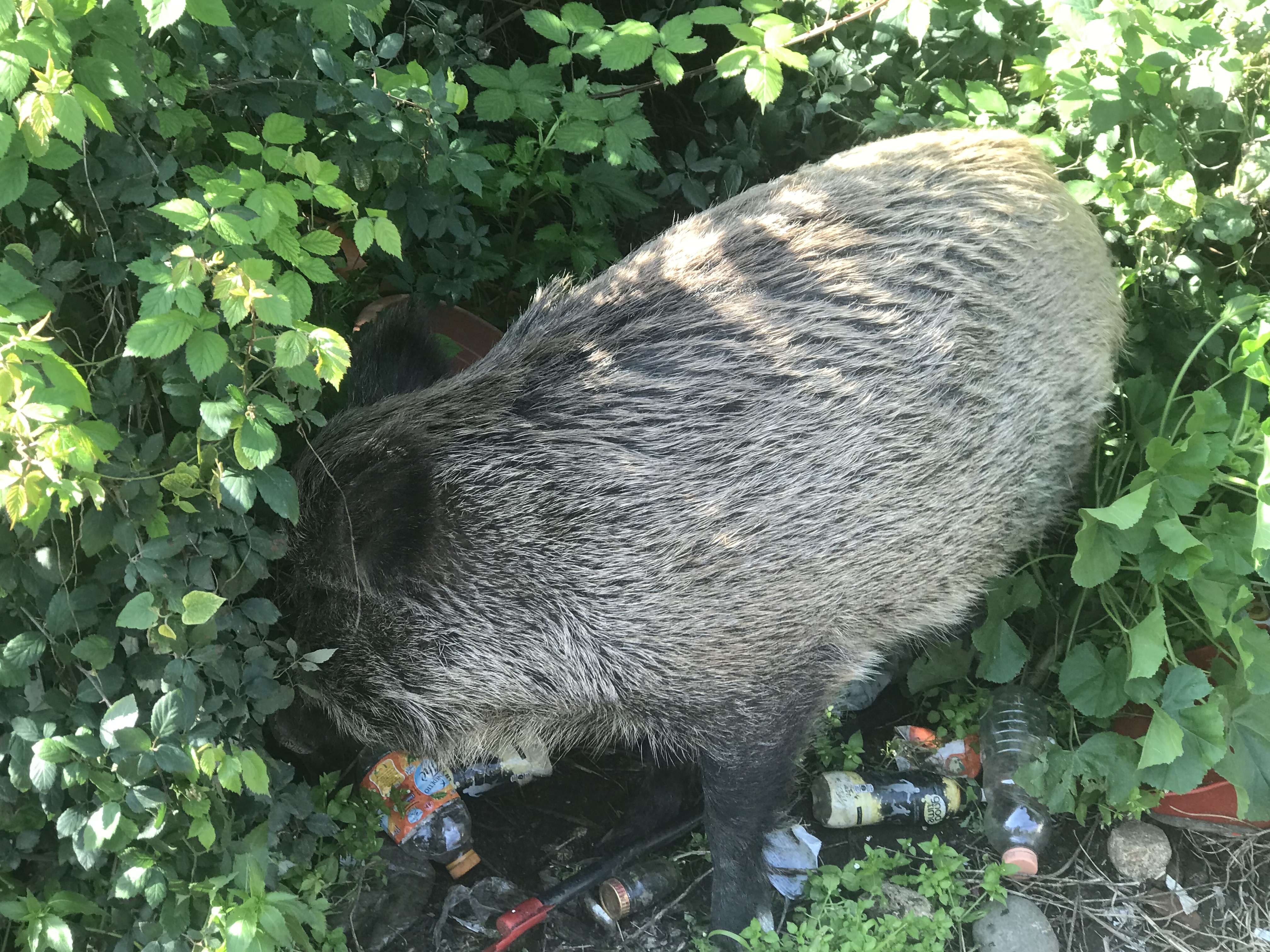 Barbera: "Emergenza cinghiali, Comune incapace di intervenire"