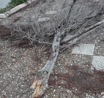 Ramo cade sul lungomare di San Saba, Biancuzzo minaccia denunce