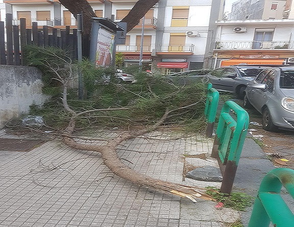 Pini Circonvallazione, rimosso quello cascato. Laimo: Potateli per affrontare vento