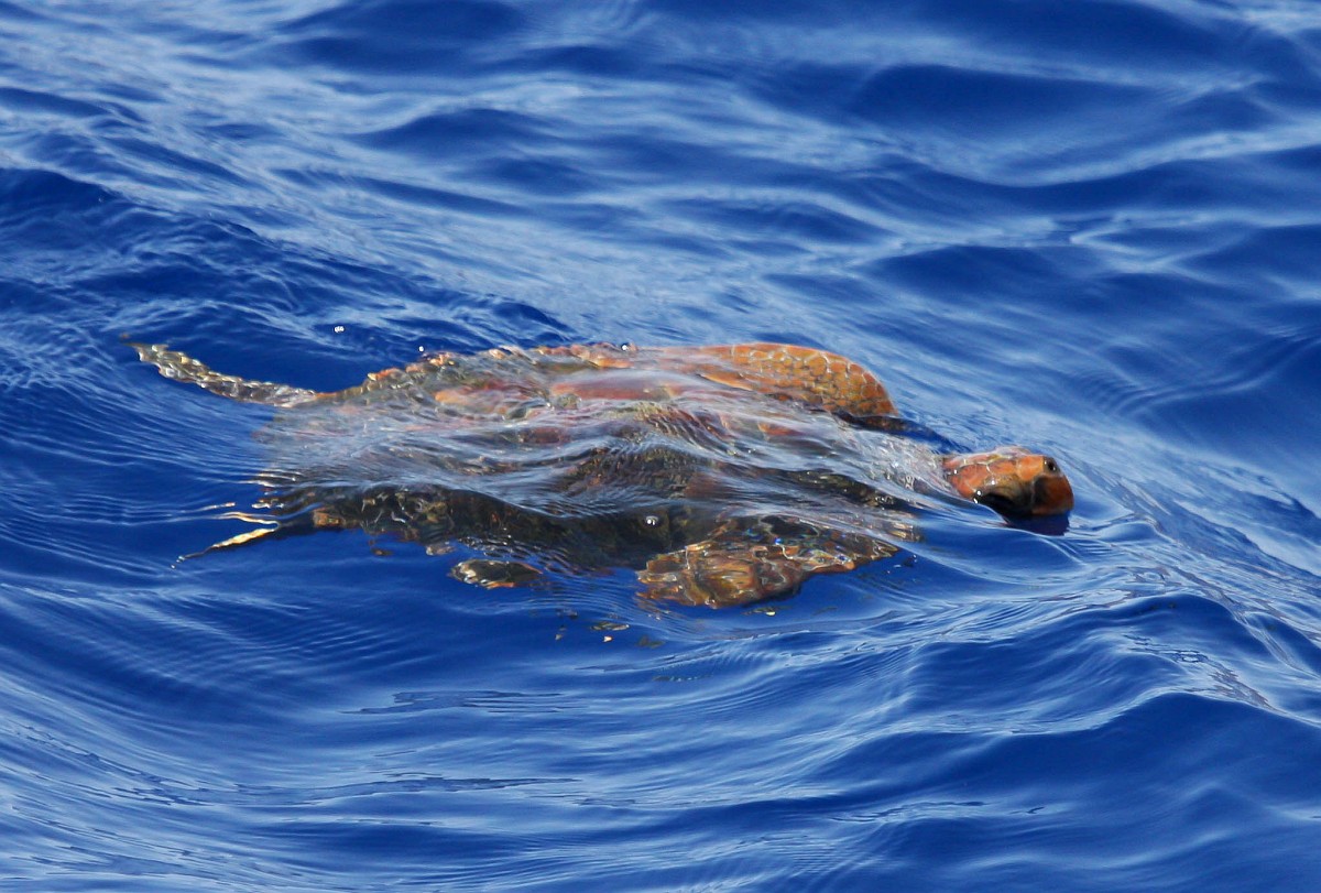 Unime, l'Ovud riconosciuto come Centro di Primo soccorso per le tartarughe marine