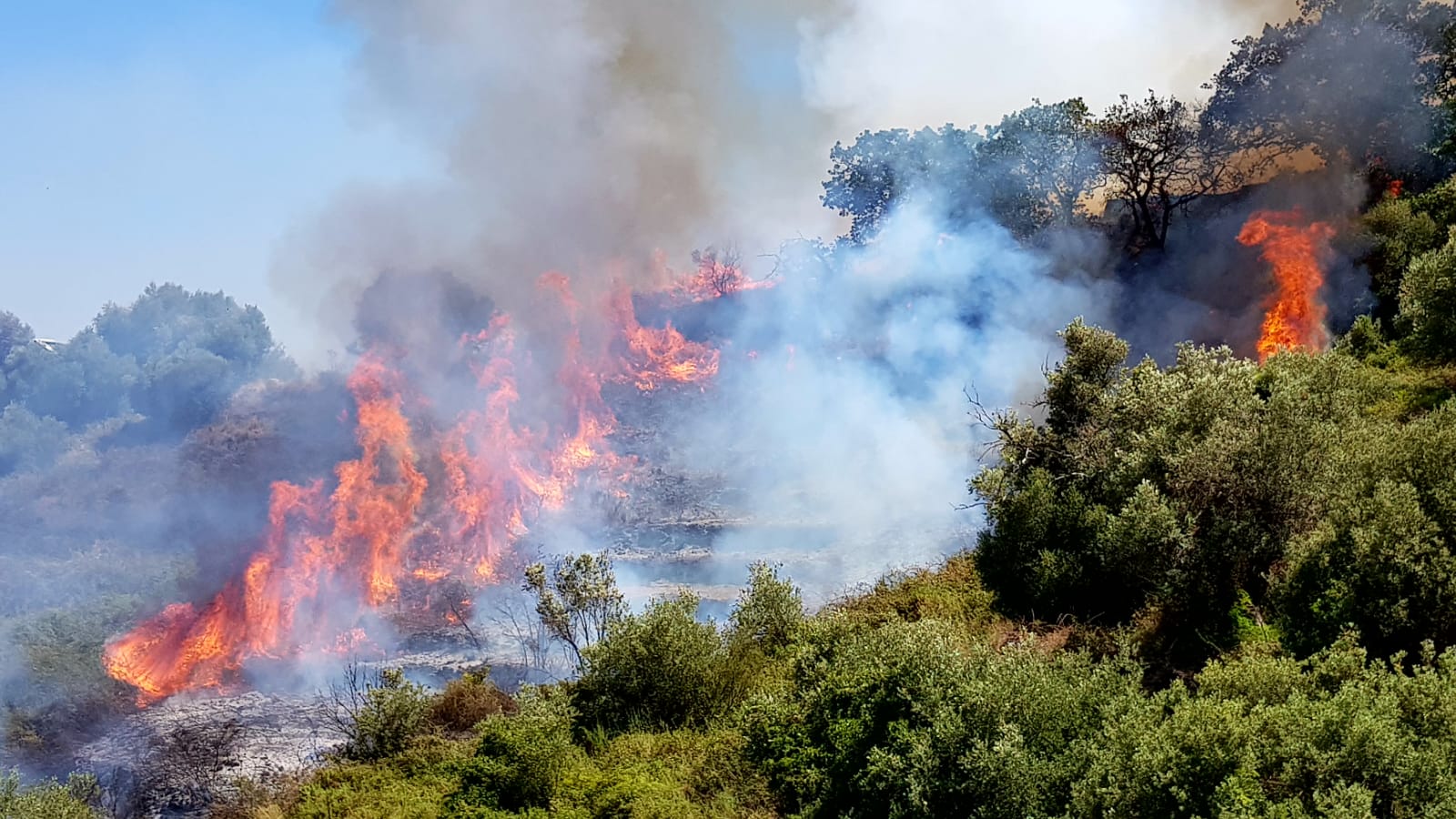 Incendi boschivi, finalmente si parla di prevenzione