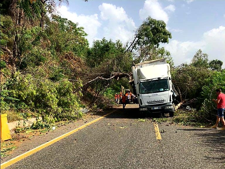 A18: albero precipita su un Tir, due feriti