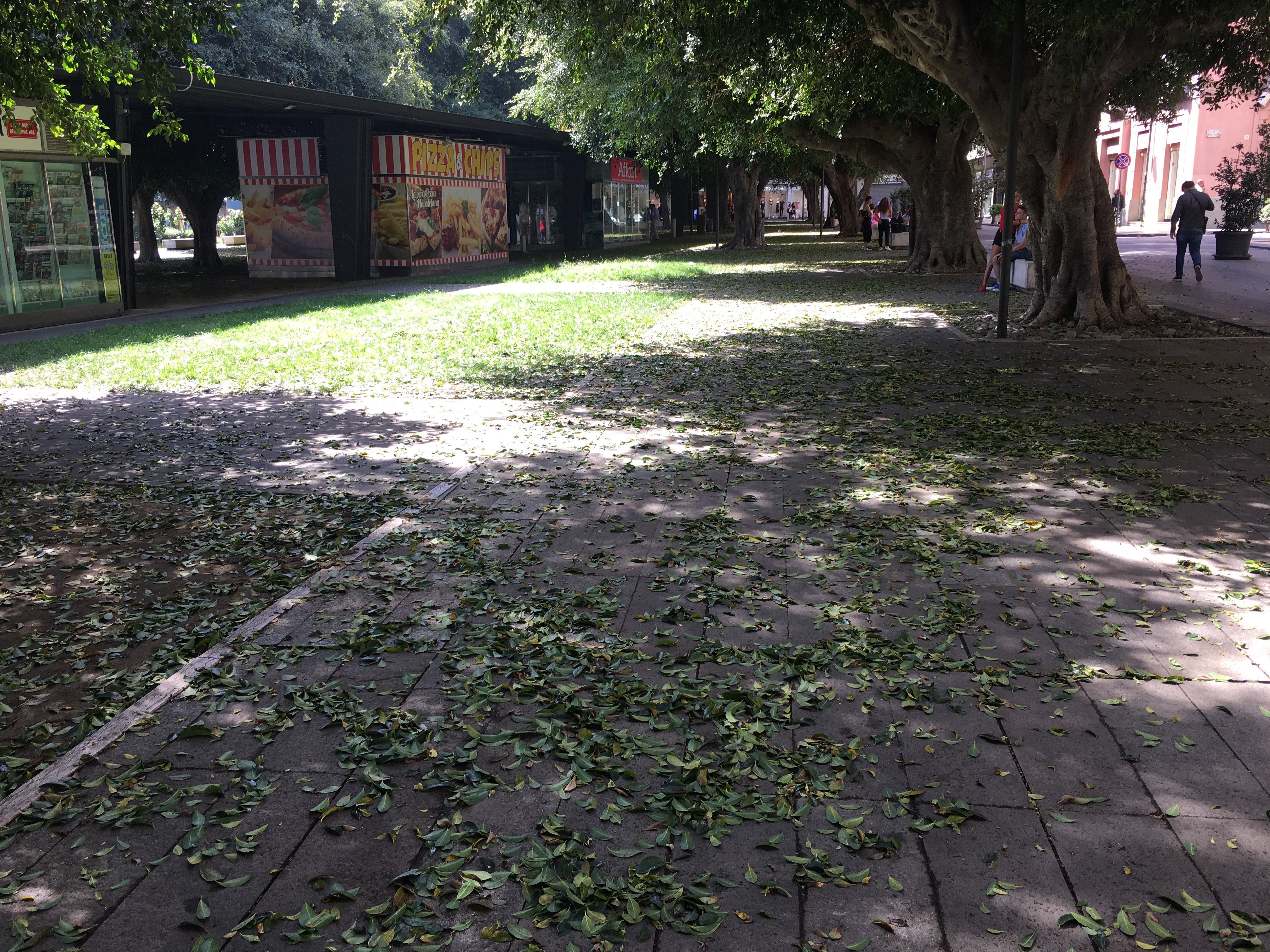 Piazza Cairoli, alberi malati: iniziata la spoliazione delle foglie