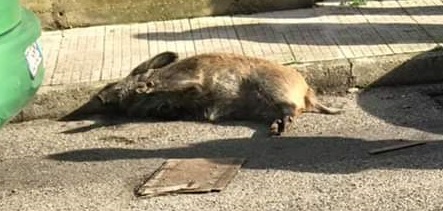 Cinghiale si schianta al suolo, Interdonato e Laimo: "Intervenire a tutela di cittadini e animali"