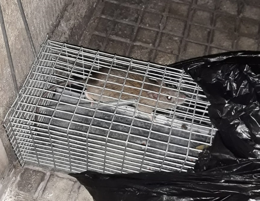 A volte ritornano: nuova orda di ratti nella V Circoscrizione