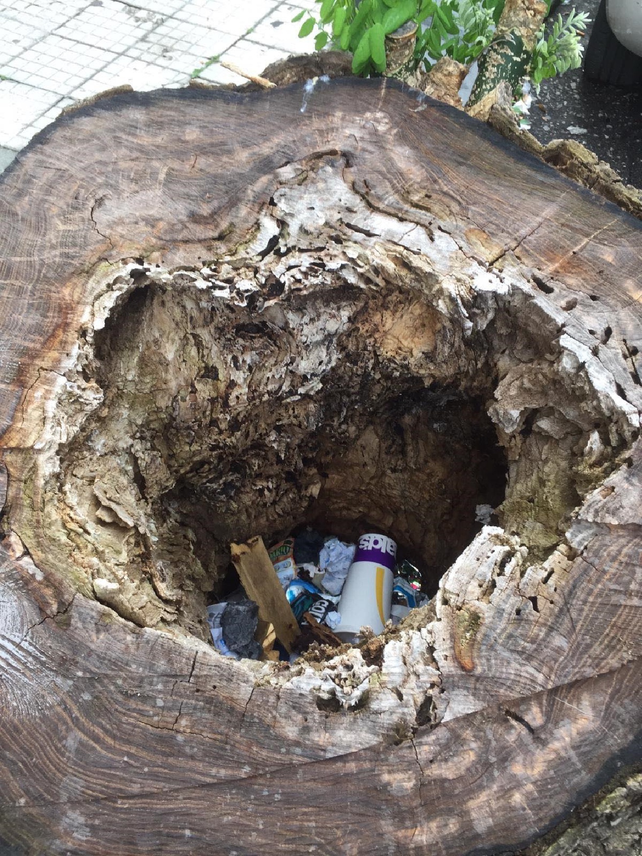 Ceppi usati come cestino: il desolante spettacolo nel centro cittadino