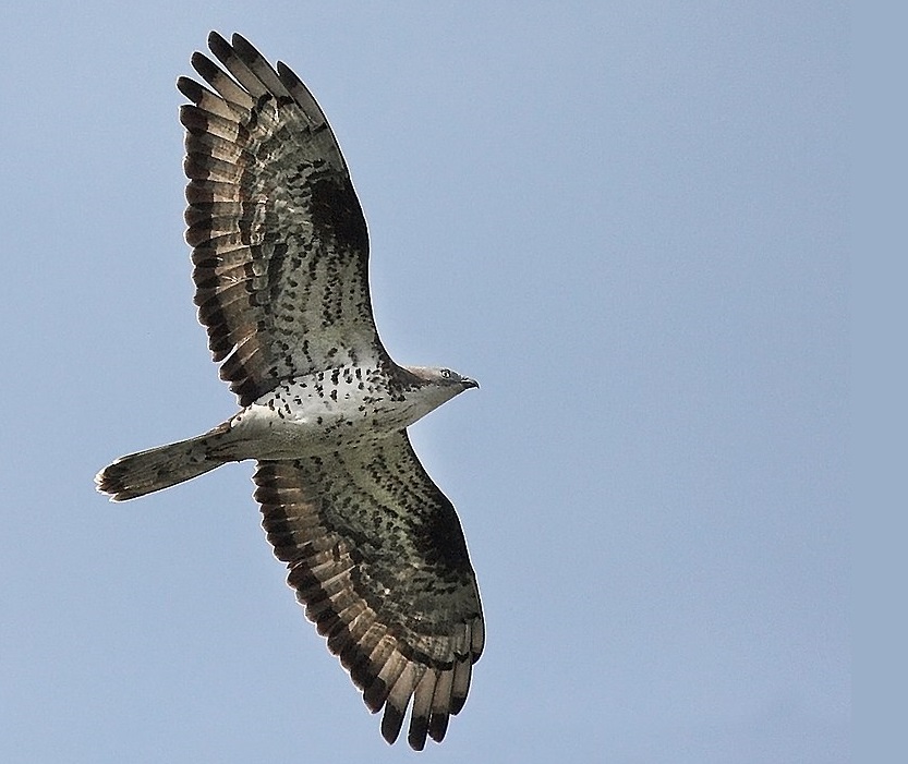 Oltre 30mila falchi attraversano lo Stretto: organizzato campo antibracconaggio