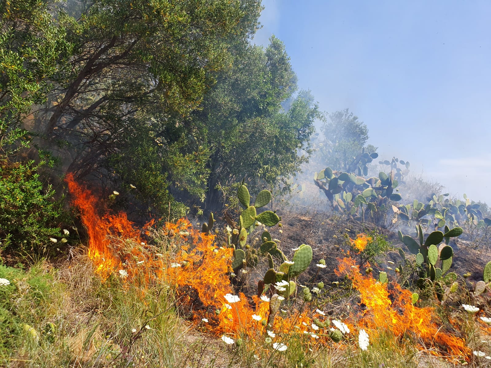 Lipari,  incendio “divora” ettari di macchia mediterranea