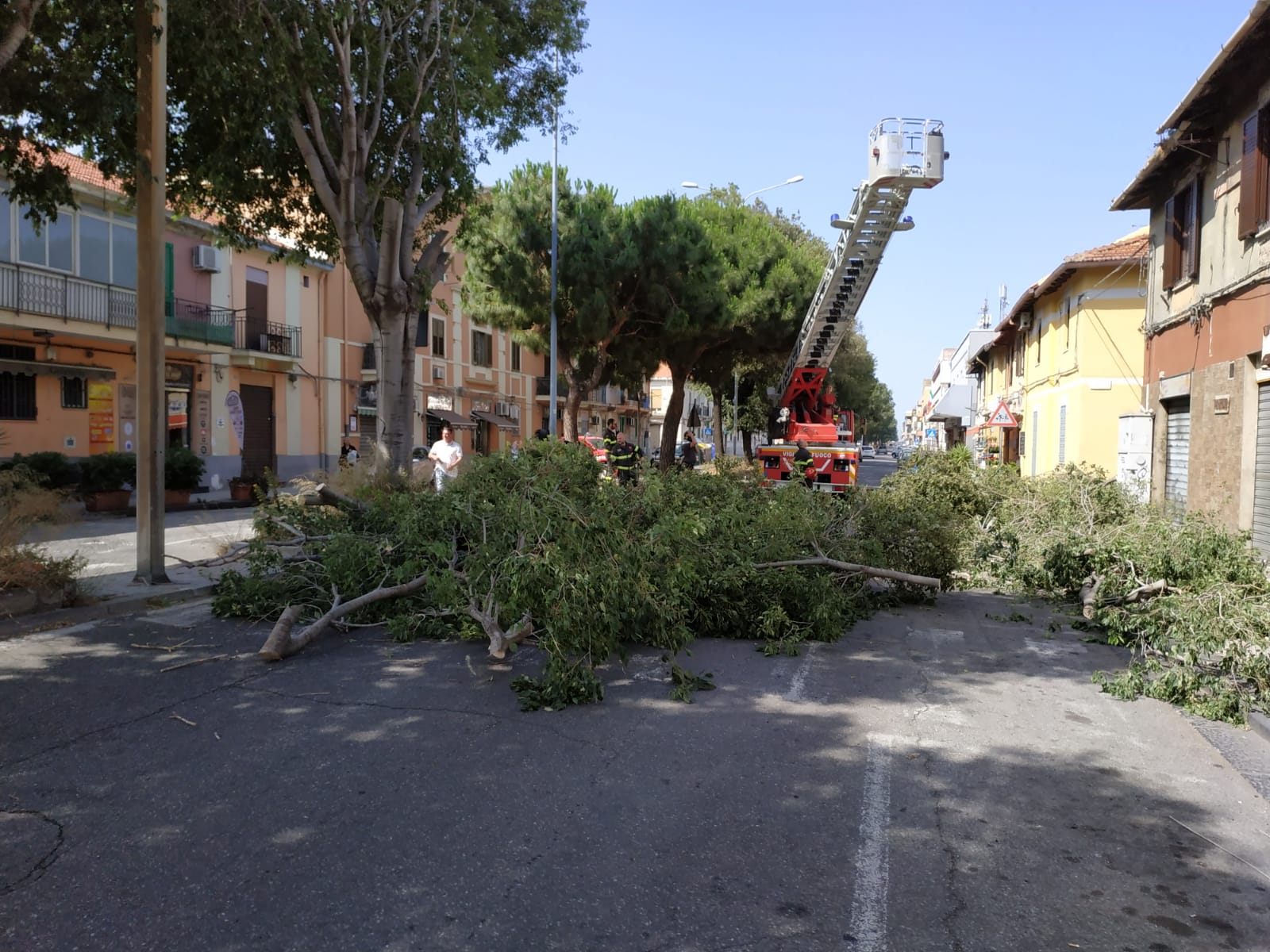 Potatura alberi, da oggi interventi per la messa in sicurezza