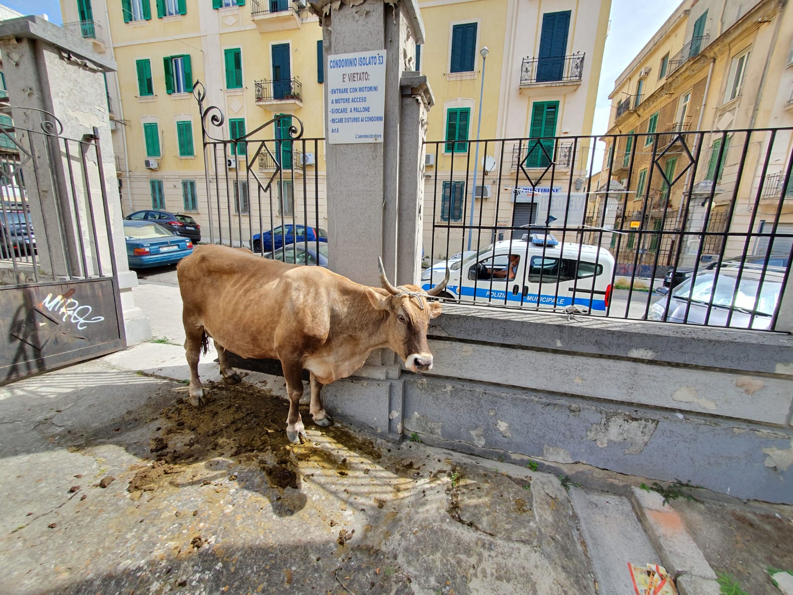 C'è una mucca, condominio di via Buganza trasformato in stalla