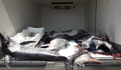 Trasportava del pesce non tracciabile: sequestrati 1400 chili di prodotto ittico