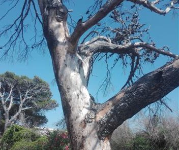 Alberi pericolanti sulla Ss 113, Biancuzzo sollecita la rimozione