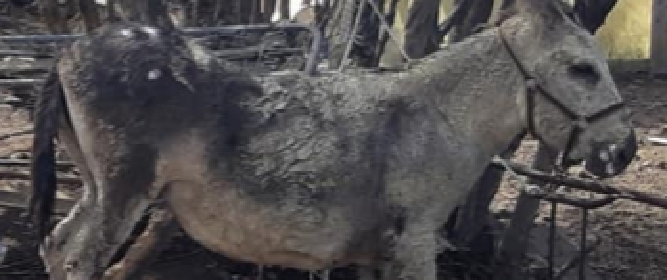 Ginostra: è morta l'asinella "Camilla"