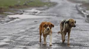 Capodanno, 80 cani vittime dei botti, denuncia Aidaa