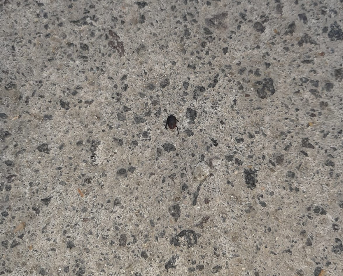 Laimo: "Invasione di blatte nella V Circoscrizione"