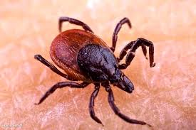 Emergenza zecche, la VI Circoscrizione ottiene disinfestazione urgente