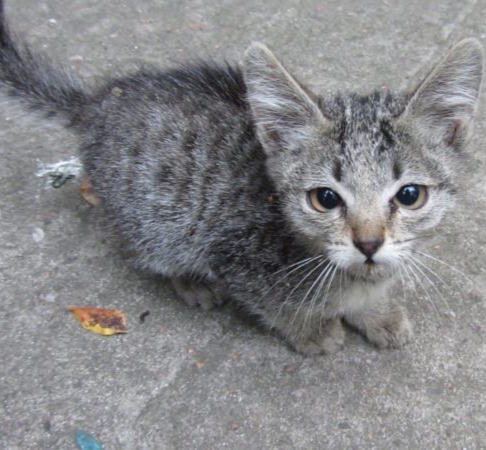 Micetto gioca a "nascondino" con i Vigili del fuoco