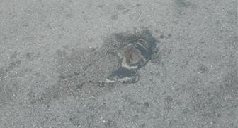 Spartà, decine di topi schiacciati sulla strada