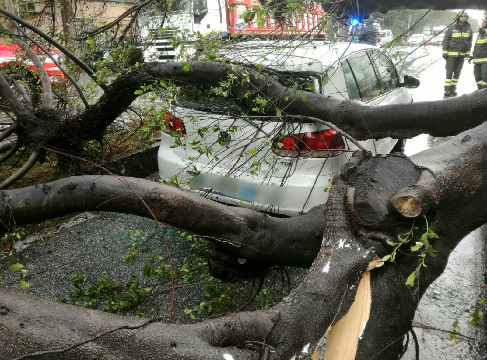 Scuole chiuse anche domani. Cartelloni e alberi caduti, mattinata da tregenda