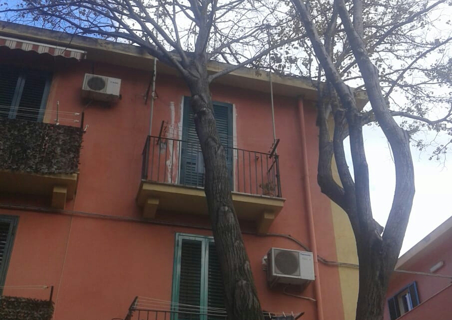 Albero secolare si adagia su un palazzo