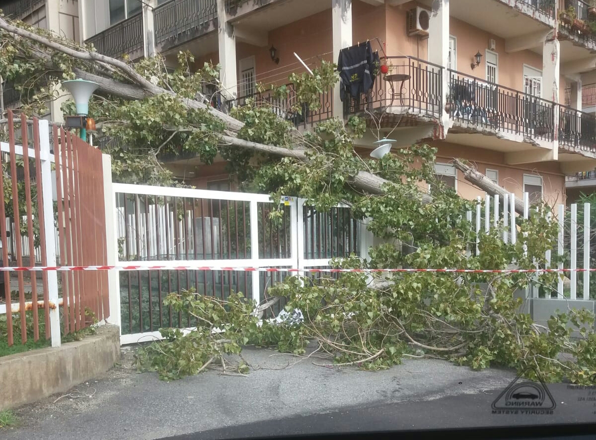Panoramica, albero si schianta in un residence