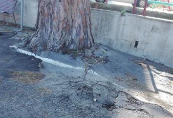 Biancuzzo: "Alberi pericolosi a Spartà,  anziani a rischio"