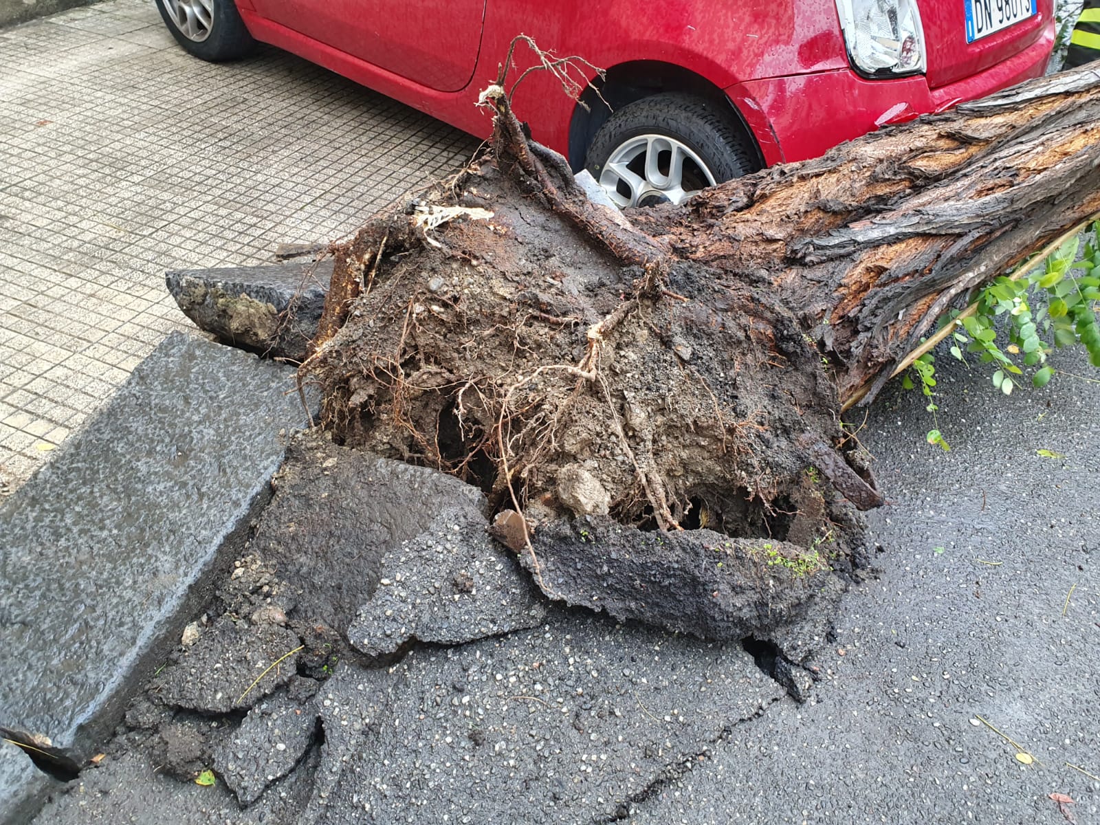 Via Giolitti, interventi per abbattere alberi a rischio