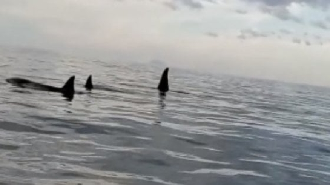 Le orche di Genova avvistate nello Stretto