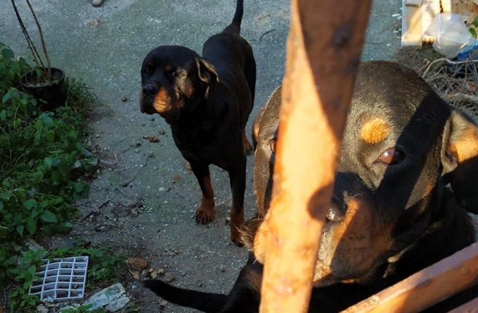 Rottweiler torturato, Aidaa annuncia esposto