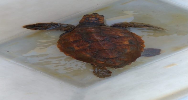 Caretta Caretta salvata nelle acque dello Stretto
