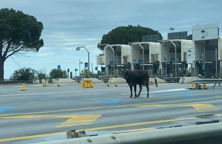 Niente pesce d'aprile e niente bufale: è un bue sull'A20