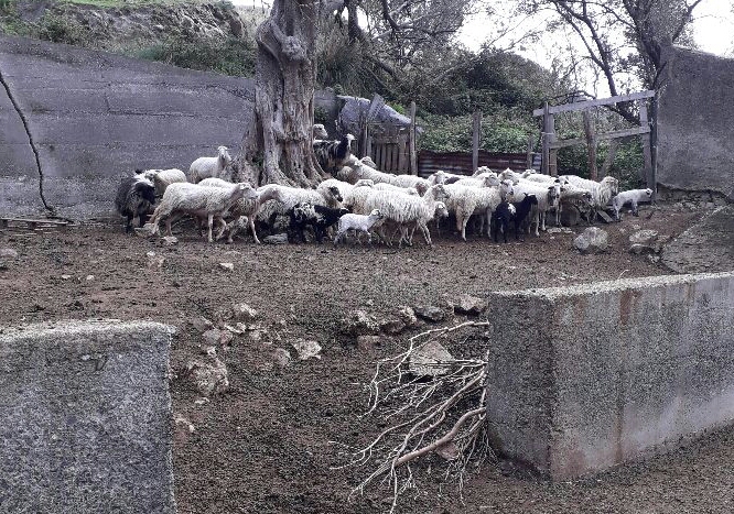 Mandanici: Asp vuole abbattere pecore sane, insorgono gli animalisti