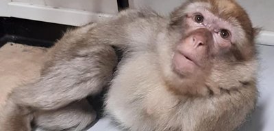 Striscia la Notizia a Messina per raccontare la storia della bertuccia curata dall’Ovud