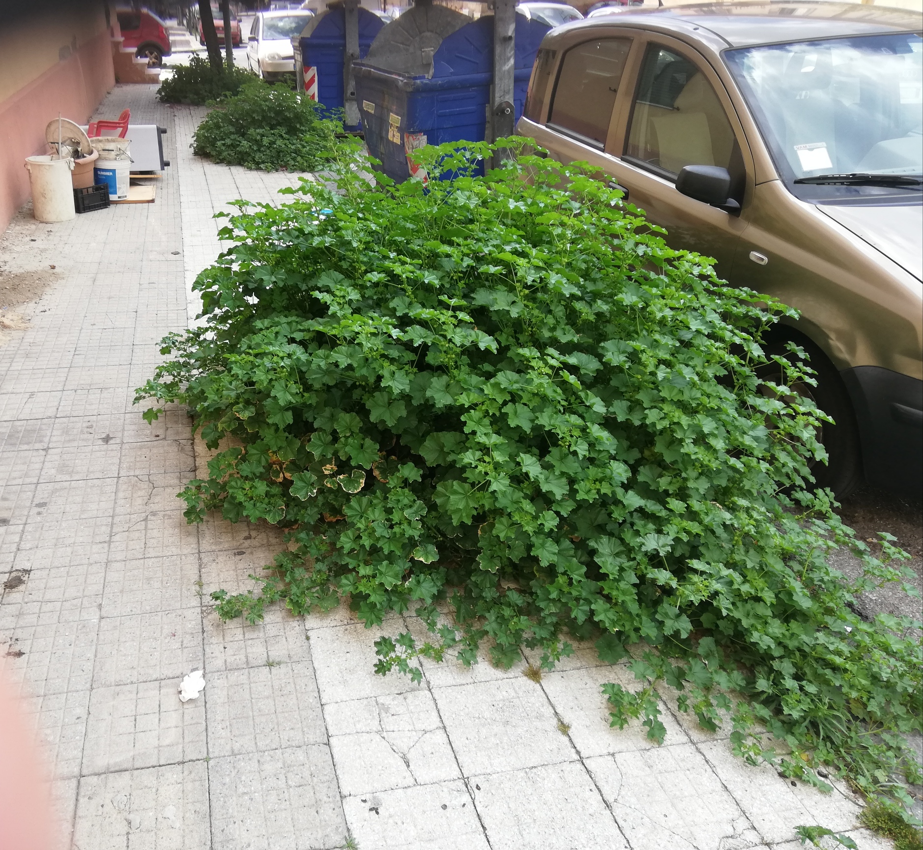 Scerbatura, gli interventi dal 24 al 26 settembre