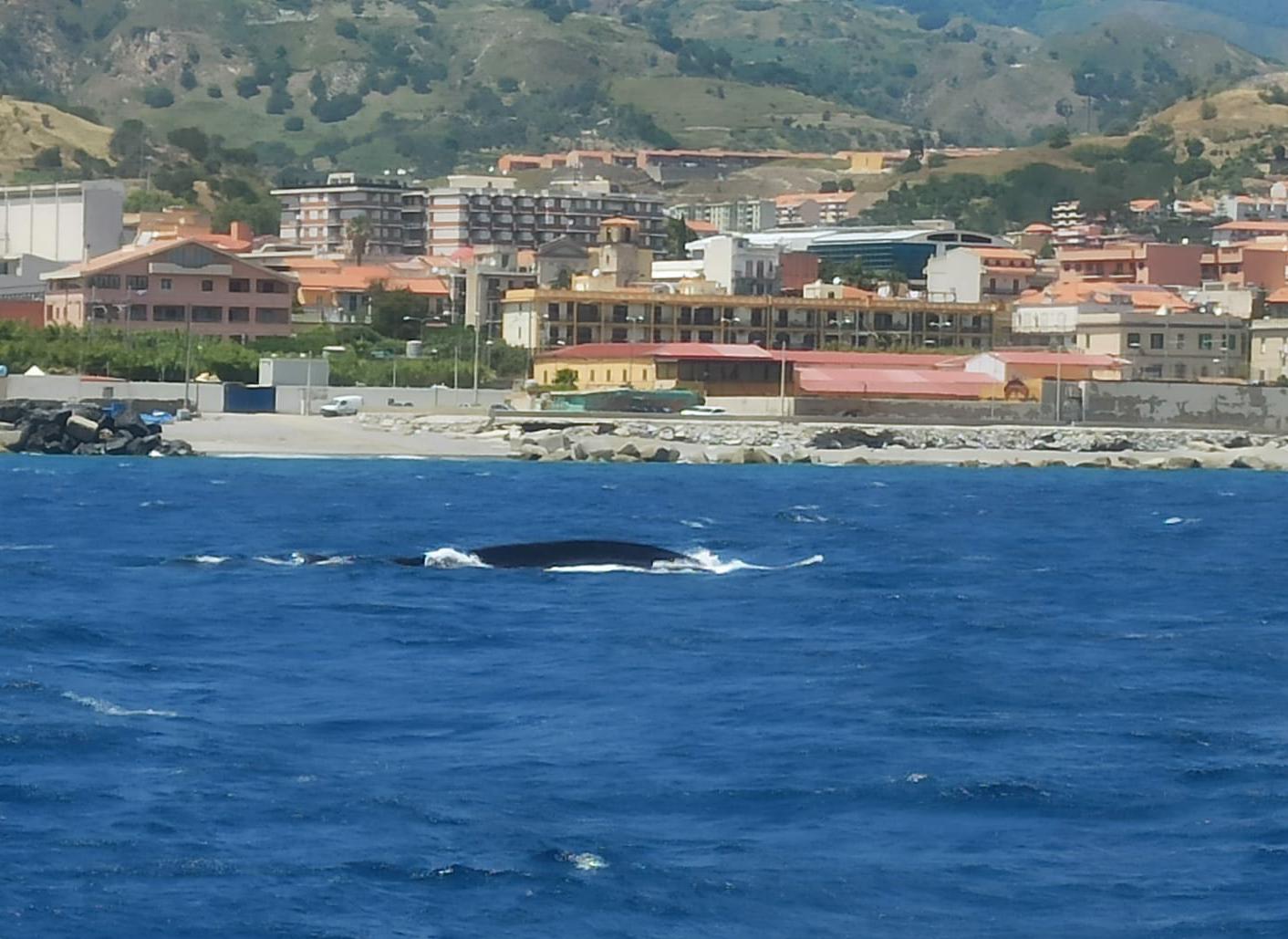 La balena con la coda mozzata avvistata nello Stretto