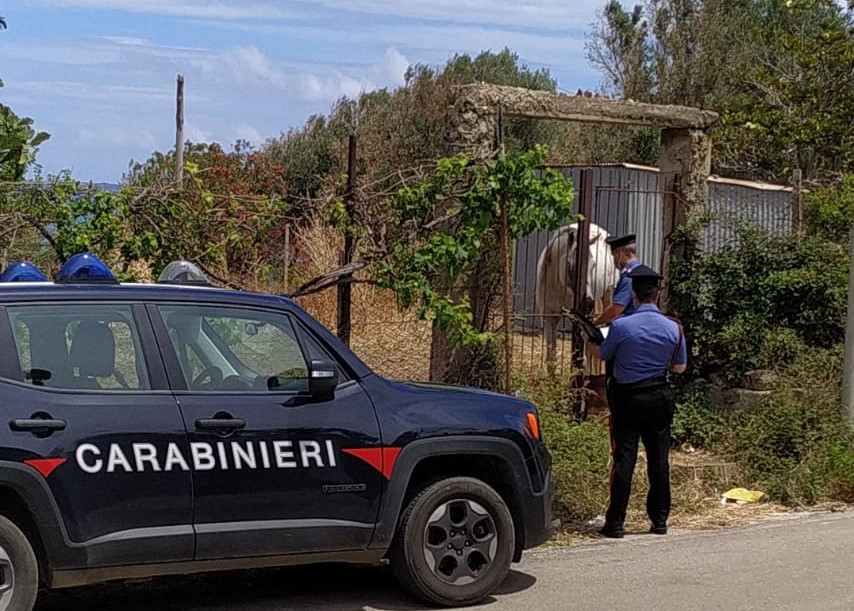 Caronia, denunciato un allevatore