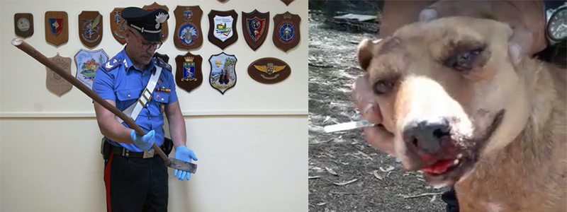 Enpa sui fatti di Torrenova: "Quel cane vittima della malvagità umana"