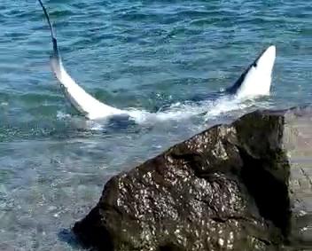 Squalo quasi a riva a Contesse, bagnanti lo aiutano a prendere il largo