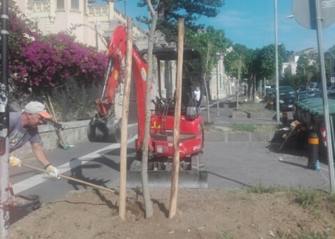 Verde urbano: nuovi Ficus in via Tommaso Cannizzaro