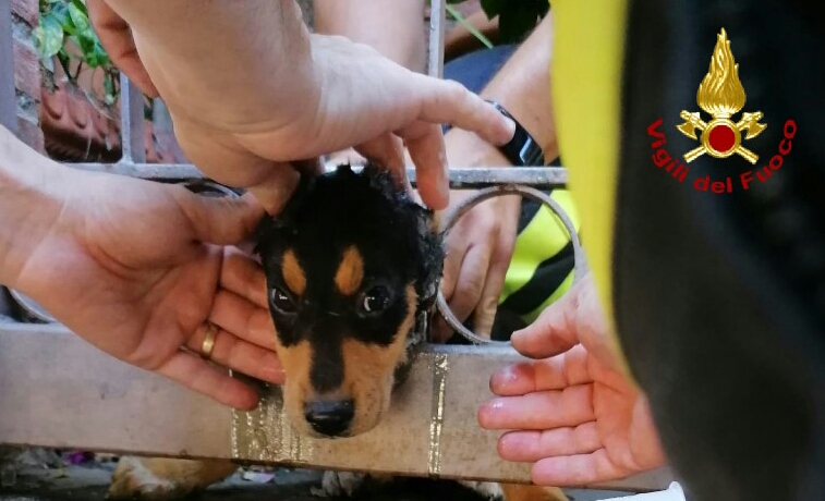 Cane s'incastra in un cancello: salvato dai VdF di Milazzo