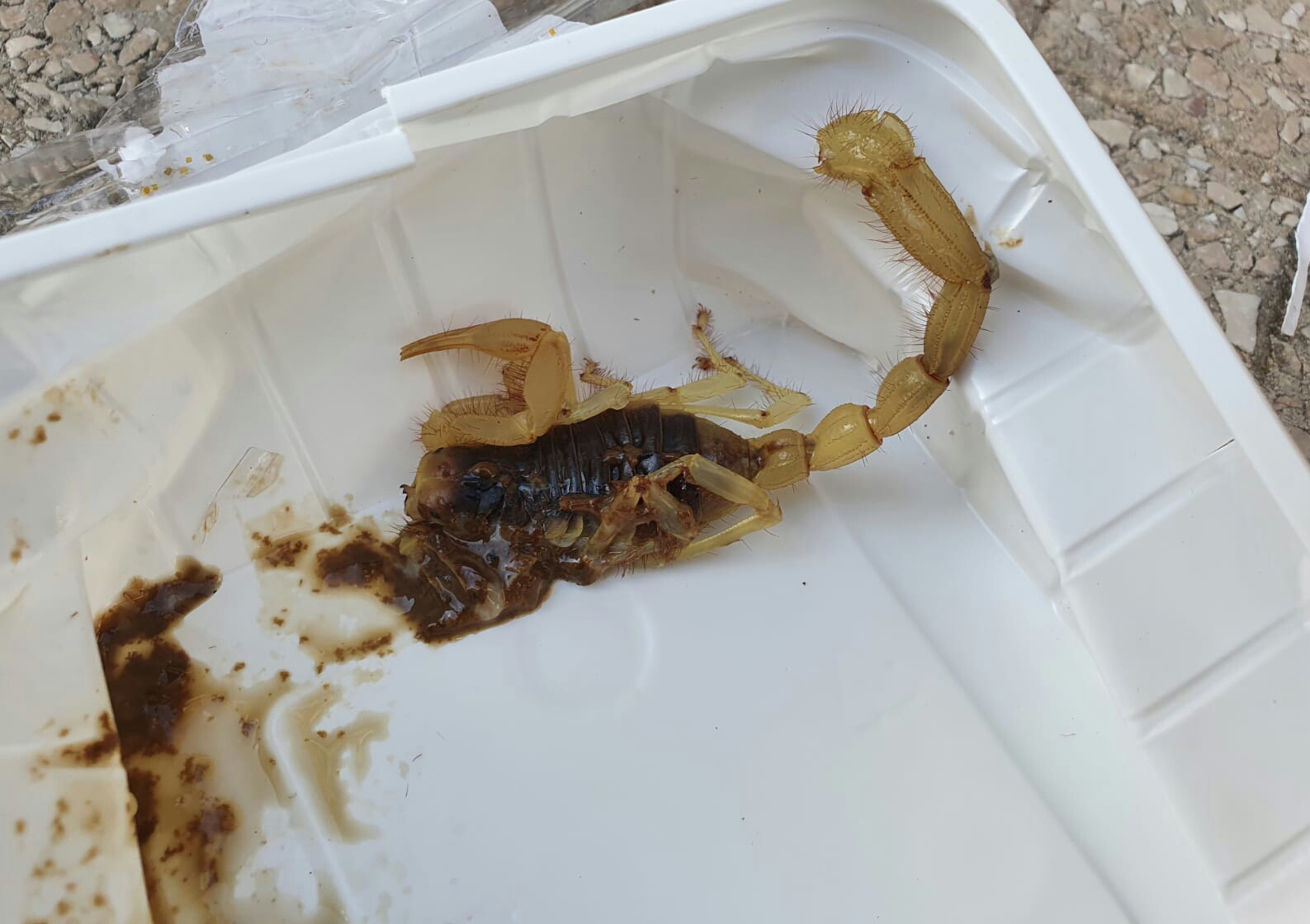 Sospetto pacco bomba in centro, disintegrato scorpione