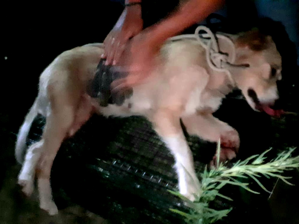 Castanea, cane finisce nella trappola per cinghiali