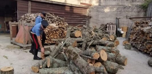 Depredano bosco, tre arresti per furto di legna
